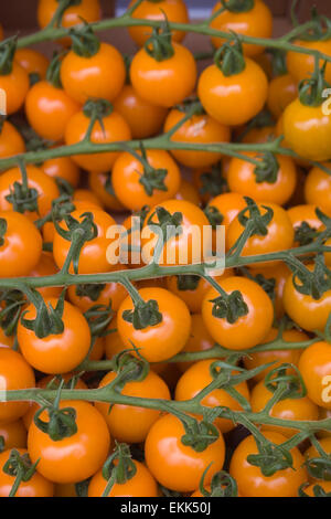 Tomates cerise bio sur vigne insecticide jaune gratuitement Banque D'Images