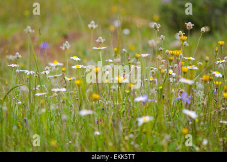 Marguerites dans un champ d'herbe verte, fleurs sauvages, printemps, Andalousie, espagne. Banque D'Images