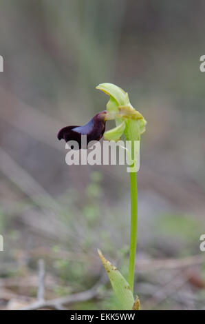 Ophrys atlantica, Atlas Orchid, Andalousie, Sud de l'Espagne. Banque D'Images