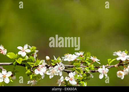 Arbre en fleurs brunch avec fleurs blanches sur fond vert flou d'avec l'espace pour le texte. Banque D'Images