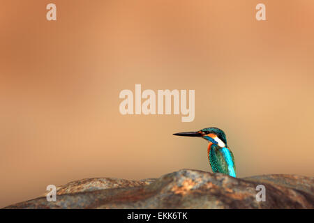 Kingfisher (Alcedo atthis commun, alias Kingfisher Kingfisher eurasienne, River), Parc National de Kanha, Madhya Pradesh, Inde Banque D'Images