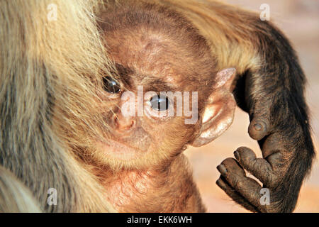 Close-up of a baby de Gray Langur (Semnopithecus, aka Animaux Singe Langur commun) dans les bras de la mère, à la recherche dans l'appareil photo Banque D'Images