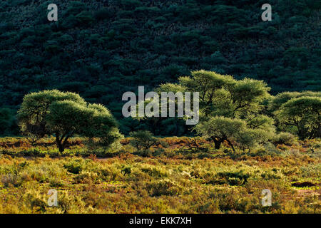 Paysage avec arbres d'Acacia en fin d'après-midi, lumière, Mokala National Park, Afrique du Sud Banque D'Images