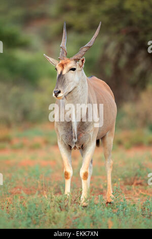 Grand mâle antilope eland (Tragelaphus oryx) dans l'habitat naturel, Afrique du Sud Banque D'Images