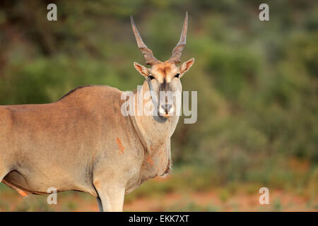 Grand mâle antilope eland (Tragelaphus oryx), Afrique du Sud Banque D'Images