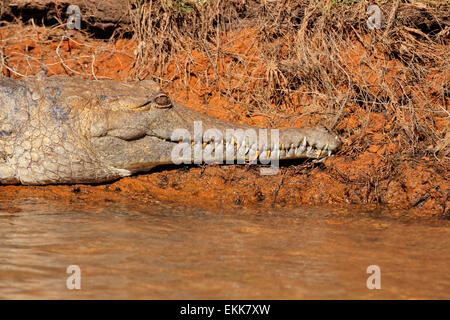 Freshwater crocodile (Crocodylus johnstoni), le Kakadu National Park, Territoire du Nord, Australie Banque D'Images