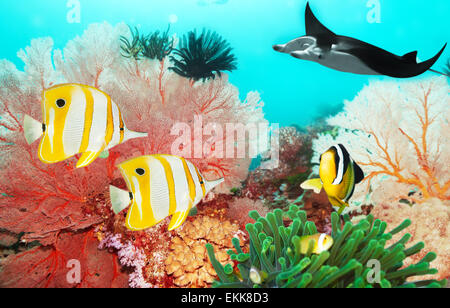 Monde sous-marin avec manta, coraux et poissons Banque D'Images