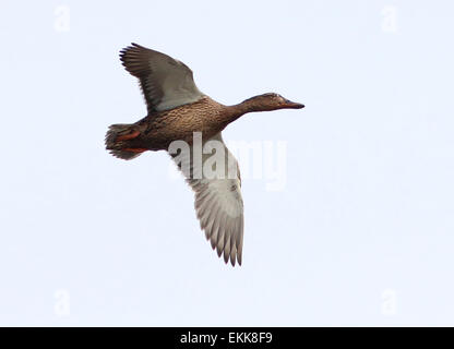 Canard Sarcelle mâle ( Anas querquedula) en vol Banque D'Images