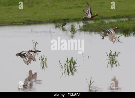 4 mâles Sarcelle canards ( Anas querquedula) en vol au dessus de zones humides côtières Banque D'Images