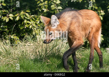 Le loup à crinière d'Amérique du Sud (Chrysocyon brachyurus) marcher dans l'herbe Banque D'Images