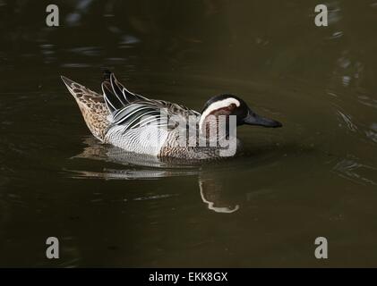 Canard Sarcelle mâle ( Anas querquedula) natation Banque D'Images