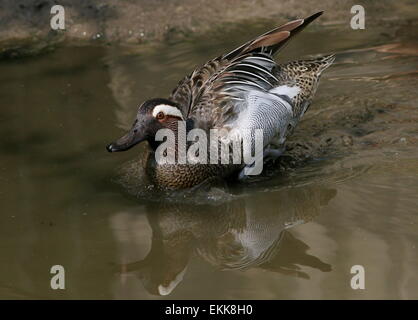 Canard Sarcelle mâle ( Anas querquedula) Banque D'Images