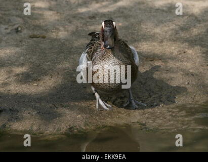 Canard Sarcelle mâle ( Anas querquedula) posant sur la rive Banque D'Images