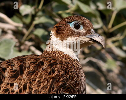 Close-up of Himalayan monal (Lophophorus impejanus) faisan Banque D'Images