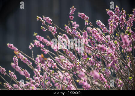 Mezereon purple blossom cloes jusqu'Daphne mezereum Banque D'Images