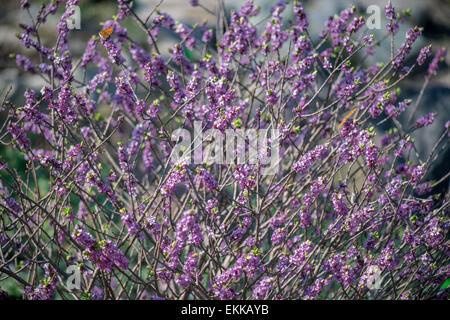 Mezereon purple blossom cloes jusqu'Daphne mezereum Banque D'Images