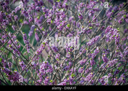 Mezereon purple blossom cloes jusqu'Daphne mezereum Banque D'Images