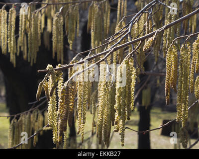 Corylus colurna, chatons de noisetier turc ou Turc filbert au printemps dans le jardin botanique d'Oslo , Norvège Banque D'Images