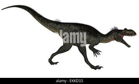 Dinosaure Megalosaurus roaring isolé en fond blanc - 3D render Banque D'Images