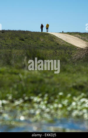 Pilgirims marcher à travers champs d'argent façon -Via de la Plata- Valdesalor, Cáceres, Extremadura, Espagne Banque D'Images