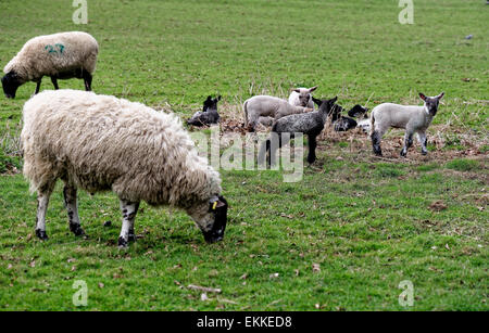 Agneaux jouer à côté de leur mère brebis dans les terres agricoles adjacentes à Hidcote Manor Gardens, Gloucestershire, Royaume-Uni Banque D'Images