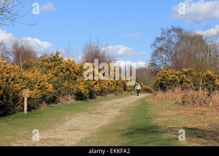 Headley Heath, Surrey, Angleterre, Royaume-Uni. 11 avril 2015. Les fleurs jaunes de l'ajonc d'arbustes en fleurs line le sentier à Headley Heath sur une belle journée de printemps avec un ciel bleu à Surrey. Banque D'Images