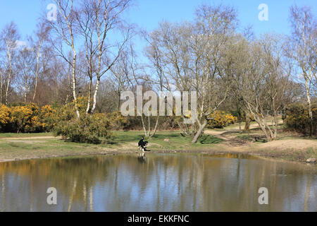 Headley Heath, Surrey, Angleterre, Royaume-Uni. 11 avril 2015. Les fleurs jaunes de l'ajonc d'arbustes et les bouleaux se reflètent dans l'étang à Headley Heath sur une belle journée de printemps avec un ciel bleu à Surrey. Banque D'Images