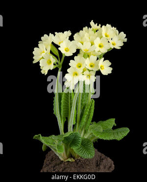 Oxlip, Primula elatior sur fond noir avec la terre. Une espèce de plante de la famille des Rosaceae. Banque D'Images