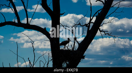 Silhouette de Stork nest plus dans le ciel bleu, Badajoz, Espagne Banque D'Images