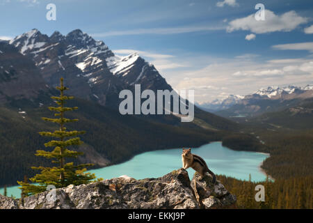 Chipmunk (Spermophile à mante dorée) contre le lac Peyto. Rocheuses canadiennes. Le parc national Banff. L'Alberta. Le Canada. Banque D'Images