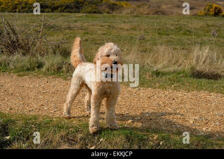 Golden Labradoodle puppy debout dans le soleil Banque D'Images