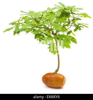 Manipulation conceptuelle image d'un chêne majestueux arbre Quercus robur, fruit d'un petit gland sur fond blanc Banque D'Images