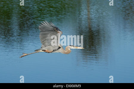 Grand héron (Ardea herodias), volant au-dessus de l'eau Banque D'Images