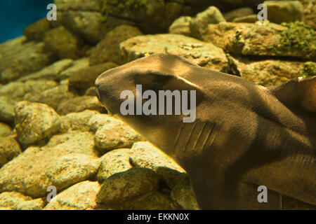 Port Jackson Shark dans l'Océanarium de Lisbonne, Portugal Banque D'Images