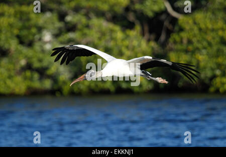 Wood stork (Mycteria americana) volant bas au-dessus de l'eau Banque D'Images