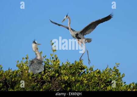 Grand héron (Ardea herodias) battant au nid Banque D'Images