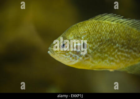 Un crapet-soleil ou Lepomis gibbosus natation en eau douce. Close-up Banque D'Images