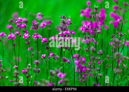 Allemand Catchfly Viscaria Vulgaris, Silene Banque D'Images