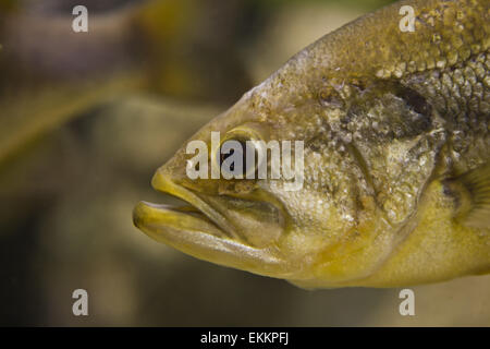 Un Achigan à grande bouche, Micropterus salmoides, flotteurs, immobiles, close-up Banque D'Images