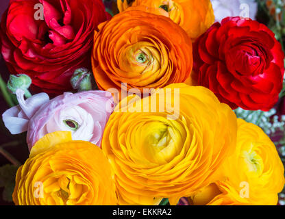 Un peu de couleur rouge-orange-jaune fleurs renoncule - macro close up Banque D'Images
