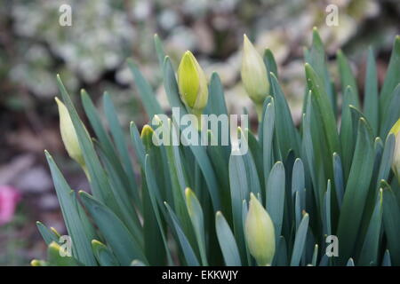 Au début du printemps, les fleurs avant qu'ils fleurissent Banque D'Images