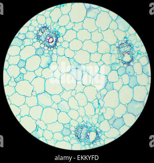 D'une tige de section céréales sous le microscope (souches de maïs C.S.), 100x Banque D'Images