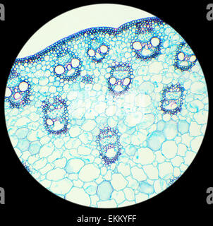 D'une tige de section céréales sous le microscope (souches de maïs C.S.), 100x Banque D'Images