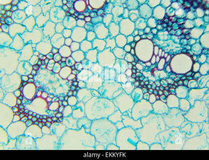 D'une tige de section céréales sous le microscope (souches de maïs C.S.), 400x Banque D'Images