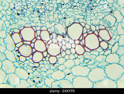 La section transversale de la tige de tournesol sous le microscope, l'Helianthus (C.S.), tige 400x Banque D'Images