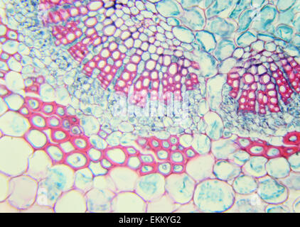 Feuille de Jasmin d'hiver sous un microscope (feuille de Jasmin d'hiver C.S.) (Jasminum nudiflorum), 400x Banque D'Images