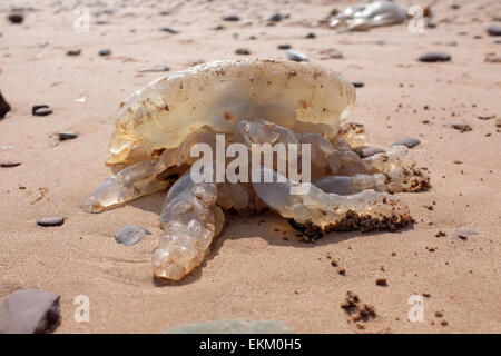 Les méduses échoués sur une plage britannique Dawlish Warren Angleterre Banque D'Images