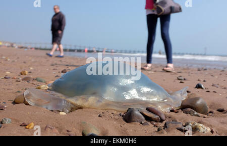 Les méduses échoués sur une plage britannique Dawlish Warren Angleterre Banque D'Images