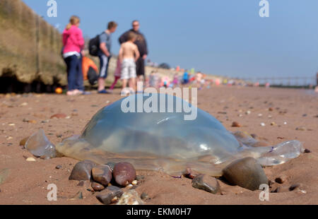 Les méduses échoués sur une plage britannique Dawlish Warren Angleterre Banque D'Images