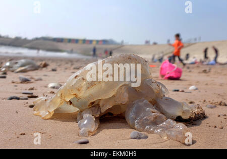 Les méduses échoués sur une plage britannique Dawlish Warren Angleterre Banque D'Images